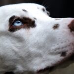 clostridium-in-dogs