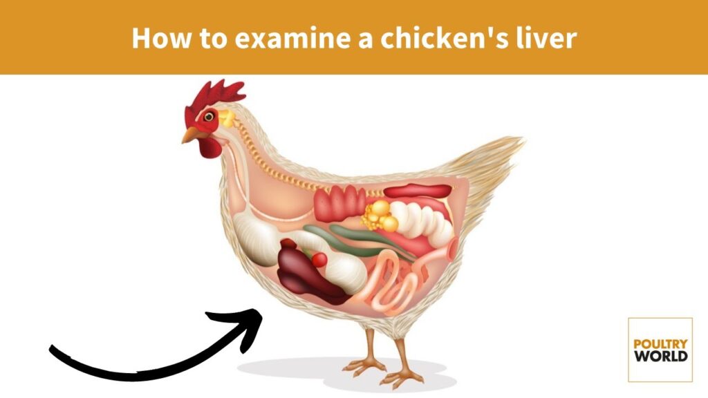Liver-disorders-in-birds