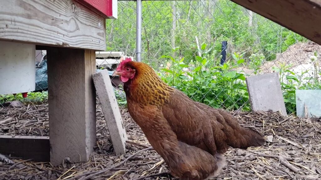 Egg-Bound-Chicken