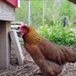 Egg-Bound-Chicken