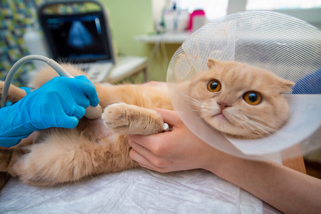 Sonograms-for-Cats