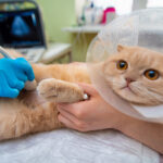 Sonograms-for-Cats