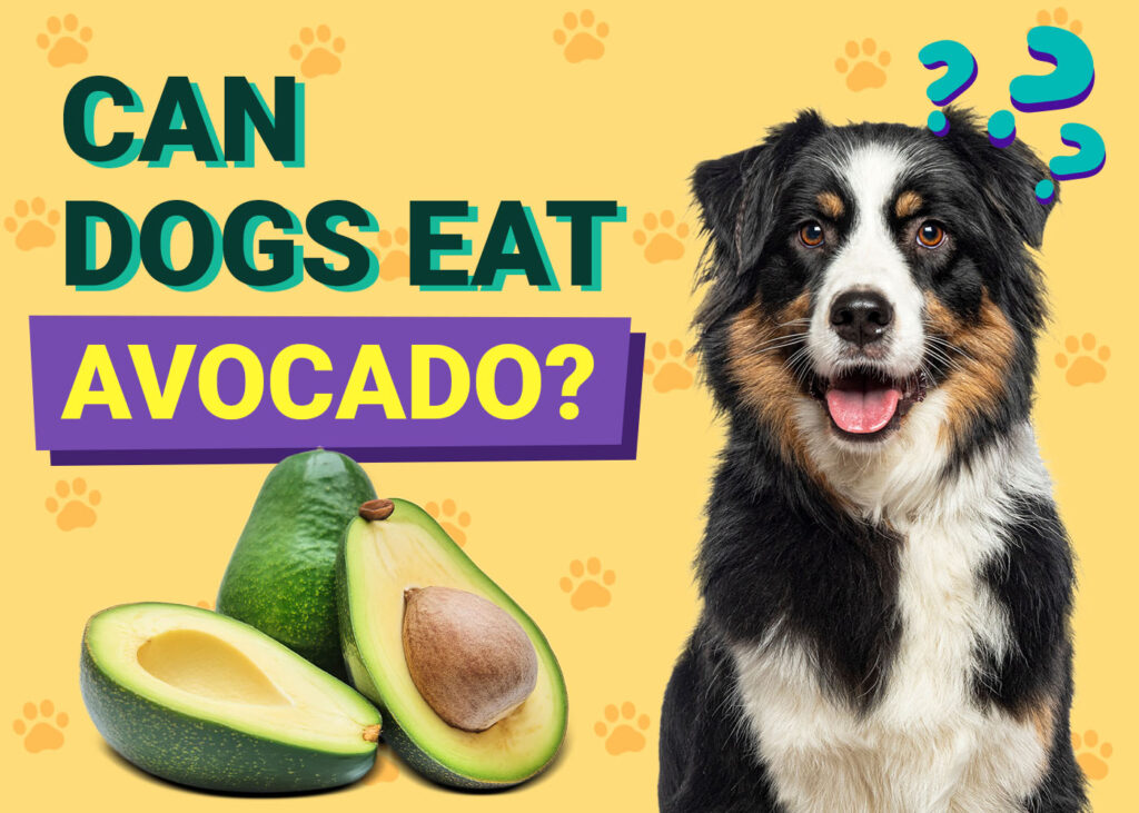 Can dogs eat avocado