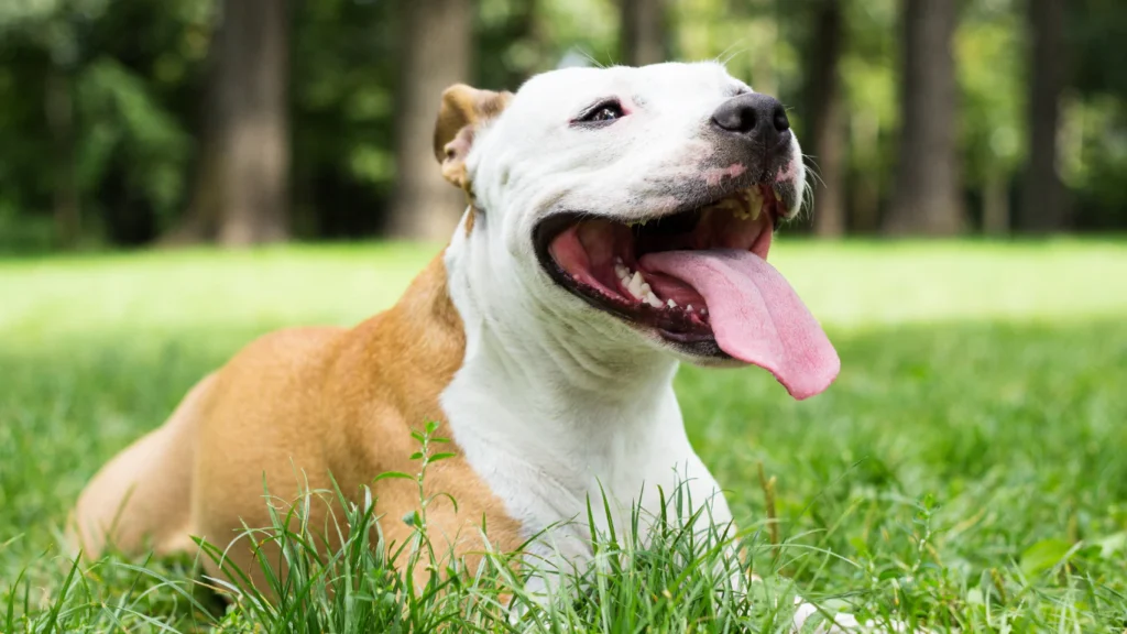 Why-is-my-dog-coughing