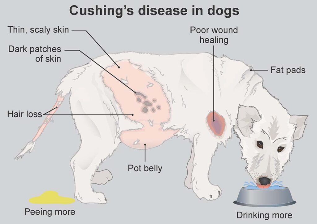 Cushing's Disease in Dogs