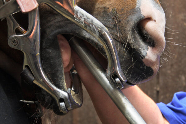 Horse Teeth Float: The Complete Guide to Equine Dental Care horse-teeth-float