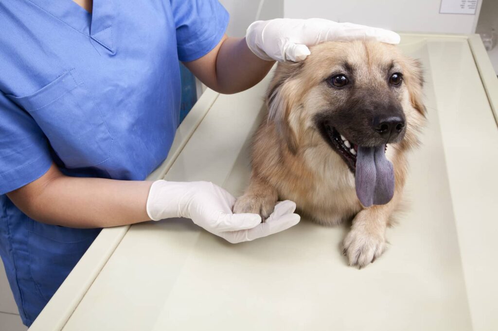Dog-Breathing-Heavy