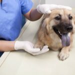Dog-Breathing-Heavy