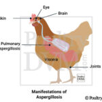 Aspergillosis-in-Poultry